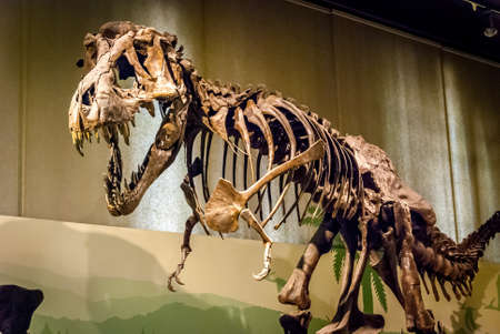 Tyrannosaurus Rex skeleton fossil at Natural History Museum of Milan, Italy. T-rex is one of the largest carnivorous dinosaurs on earthのeditorial素材