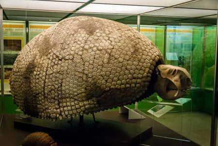 The cast fossil specimen of Glyptodon clavipes (grooved or carved tooth) in National Museum of Natural History. A genus of large, heavily armored mammalsのeditorial素材