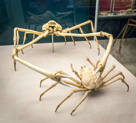 Japanese spider crab skeleton (Macrocheira kaempferi). Is a species of marine crab that lives in the waters around Japan. It has the largest leg span of any arthropodのeditorial素材