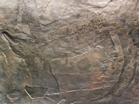 Fossilized Besanosaurus leptorhynchus a dinosaur fossil remains in stone with details of the skeleton with skull and bones in the Natural History Museum of Milan, Lombardia, Italyのeditorial素材