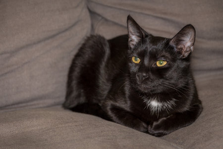 Black cat with a white spot sleeping on a gray couch or sofaの写真素材