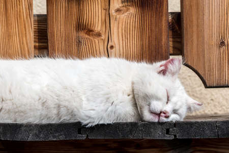 White cat sleeping on a wood balcony in Alto Adige, South Tyrol, SÃ¼dtirol, Italy, Europeの写真素材
