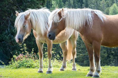 Horse Haflinger (Aveliniesi) near Ifinger peak (PIcco Ivigna) in South Tyol. SÃ¼dtirol - Trentino Alto Adige - near Merano - Meran Italy Europeの写真素材