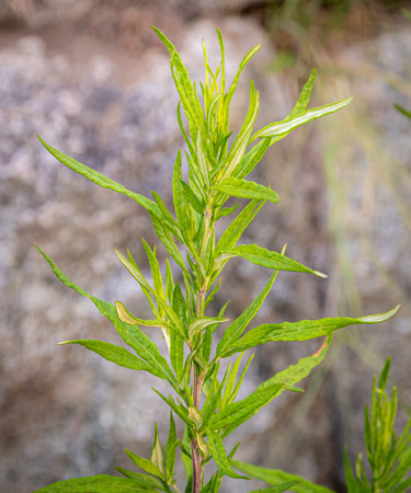 Hypericum perforatum, known as St. John's wort is a flowering plant in the family Hypericaceae and the type species of the genus Hypericumの写真素材