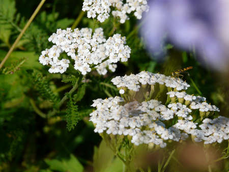 Yarrow,の写真素材