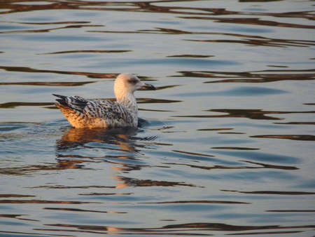 seagullの写真素材