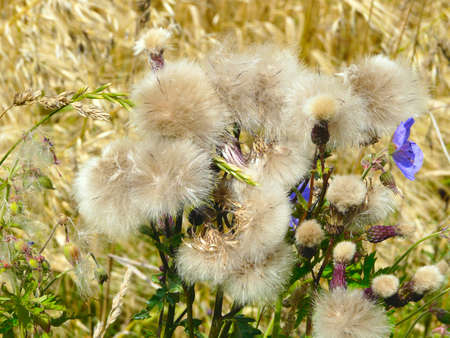 Thistleの写真素材