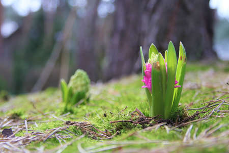 Pink and white hyacinth on the background of moss and forestの写真素材