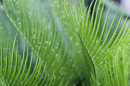 tetesan embunの写真素材