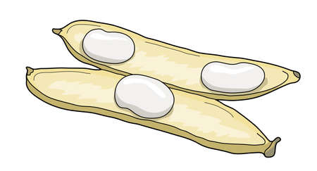 beans, bean, haricot, pulse, pod, white, leguminous, picture, plantのイラスト素材