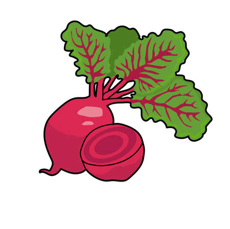 beet, beetroot, vegetable, vinous, green, plant, gatherのイラスト素材