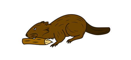 The brown beaver on the white background.のイラスト素材