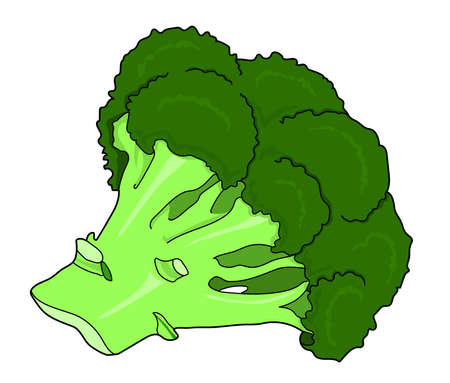 broccoli, cabbage, vegetable, plant, green, veggies, eatのイラスト素材