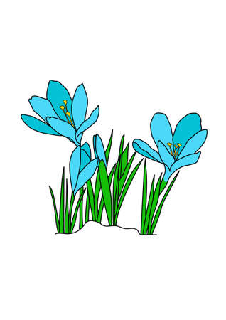 Crocuses in snow on the white background.のイラスト素材