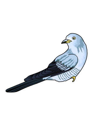 Blue cuckoo with motley plumage on the white background.のイラスト素材