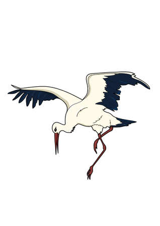 The stork with black and white plumage is lowered.のイラスト素材