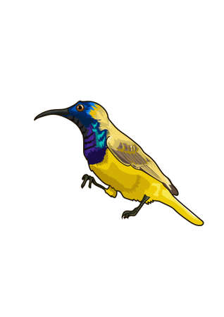 The small yellow sunbird on a white background.のイラスト素材