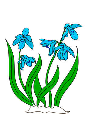 The turquoise snowdrop on a white snow.のイラスト素材