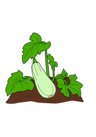 The bush of the green squashes on a white background.のイラスト素材