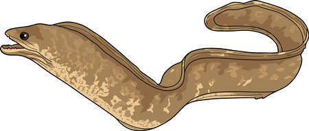 Lamprey brown. Aquatic vertebrates animal with a serpentine body.