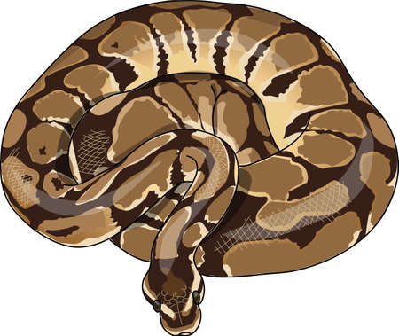 The spotted python curled in a ring.のイラスト素材