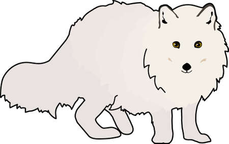A white fluffy arctic fox on a white background.のイラスト素材