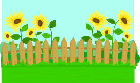 Rural landscape, a wooden fence, behind him sunflowersのイラスト素材
