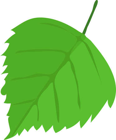 One birch tree leaf on a white background.のイラスト素材