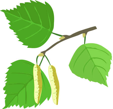 Birch tree leaves with earrings on a white background.のイラスト素材