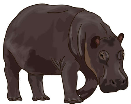 The brown hippo on a white background.のイラスト素材
