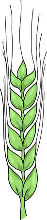 Green spica of barley on a white background.のイラスト素材