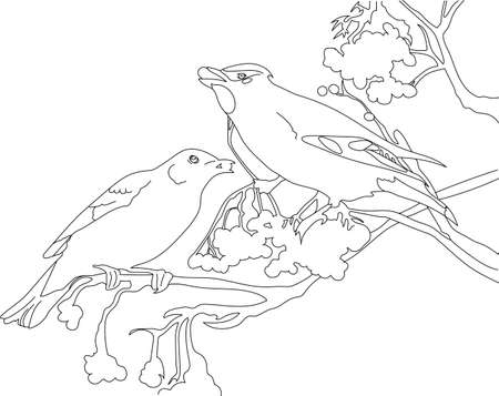 The birds on a branch, contour on a white background.のイラスト素材