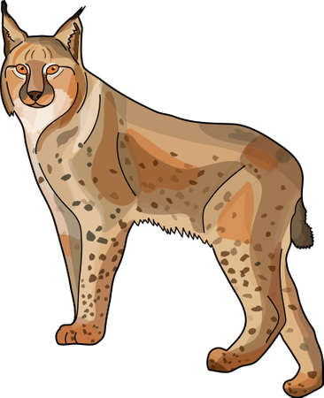 Yellowish-brown spotted lynx stand on a white background.のイラスト素材