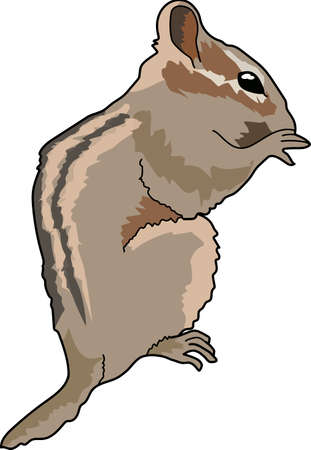 Gray chipmunk with light and dark stripes down the body.のイラスト素材