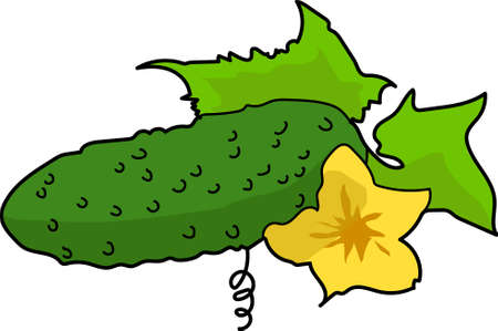 The one green cucumber with leaf and yellow flower.のイラスト素材