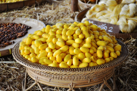 cocoon silkworm many silk worm yellowの写真素材