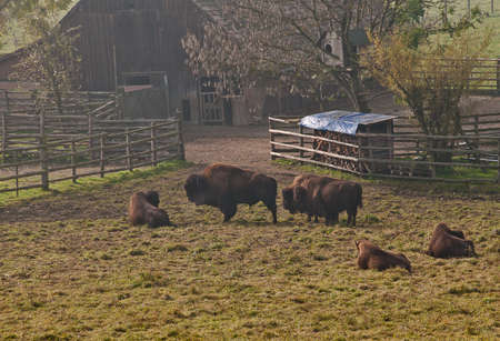 Bison in a farm early dawn.の写真素材
