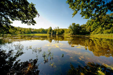 A forest pondの写真素材