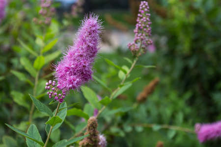 Beautiful purple flower in the flower garden