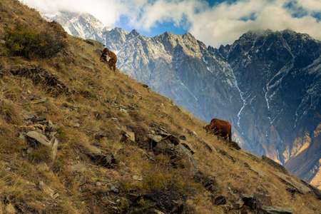 Two cows graze on the slopes of the mountain near the village of Stepantsminda. Georgia country