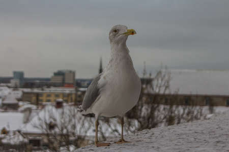 Seagull on parapet of observation deck during snowfall in Tallinn. Estonia