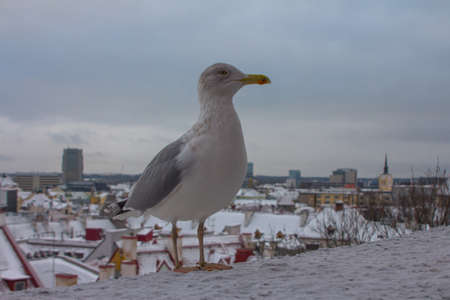 Seagull on parapet of observation deck during snowfall in Tallinn. Estoniaの写真素材