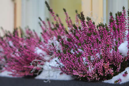 Decorative heather of red color, a flower on a street in Tallinn in winter. Estoniaの写真素材