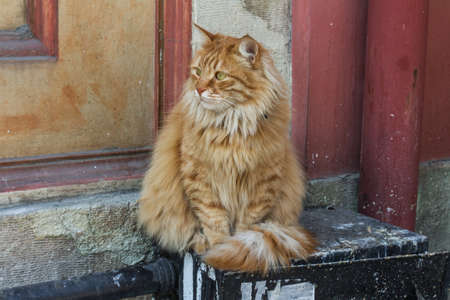 Beautiful red-haired street cat in Istanbul. Turkeyの写真素材