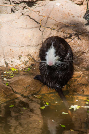 Black and white muskrat in the Budapest Zoo. Hungaryの写真素材