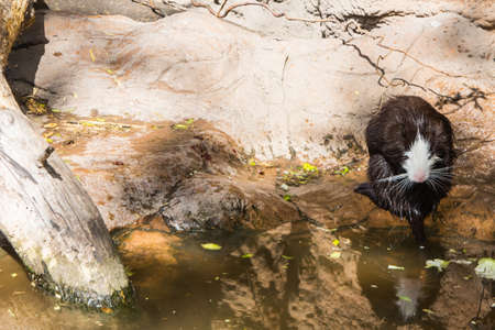 Black and white muskrat in the Budapest Zoo. Hungaryの写真素材