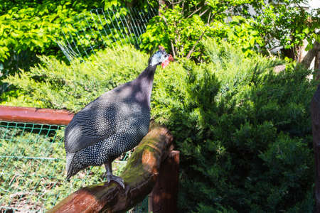 The helmeted guineafowl is sitting on the fence on a sunny dayの写真素材