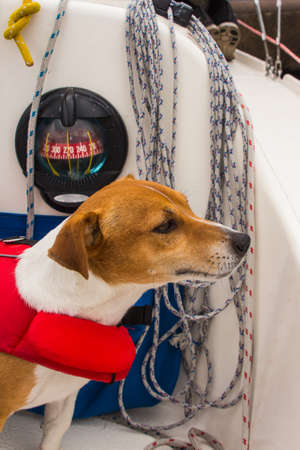 Little dog in a life jacket on board a sailing yachtの写真素材