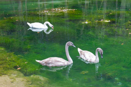 Young swans swim in a pond in Vrelo Park in Bosnia and Sarajevo. Bosnia and Herzegovinaの写真素材