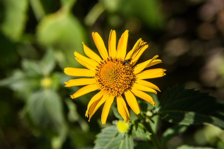 Beautiful yellow flower in the summer garden